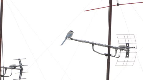 urraca de alas azules posada en una antena y frotando su pico contra ella en tokio, japón - tiro de ángulo bajo