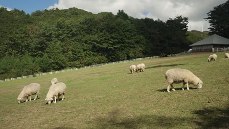 sheep grazing on a peaceful farm