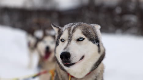 a tired husky sled dog panting while out on a dog sledding tour