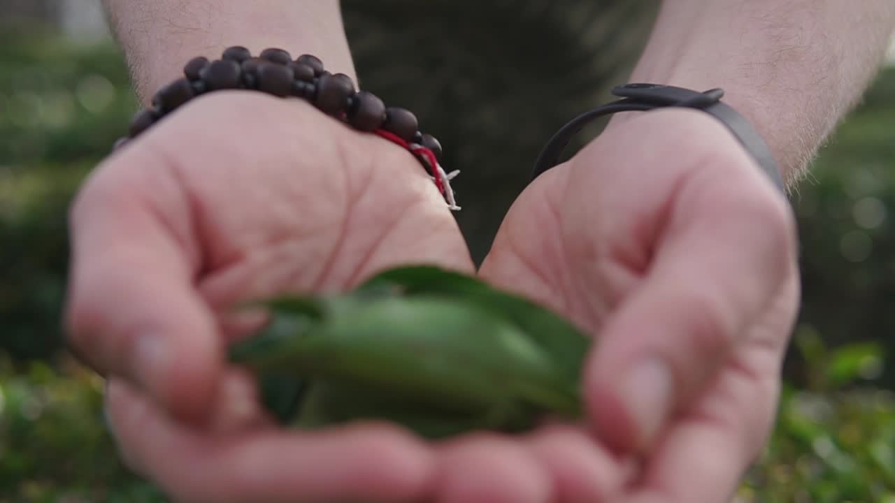 신선 한 차 잎 을 들고 있는 손