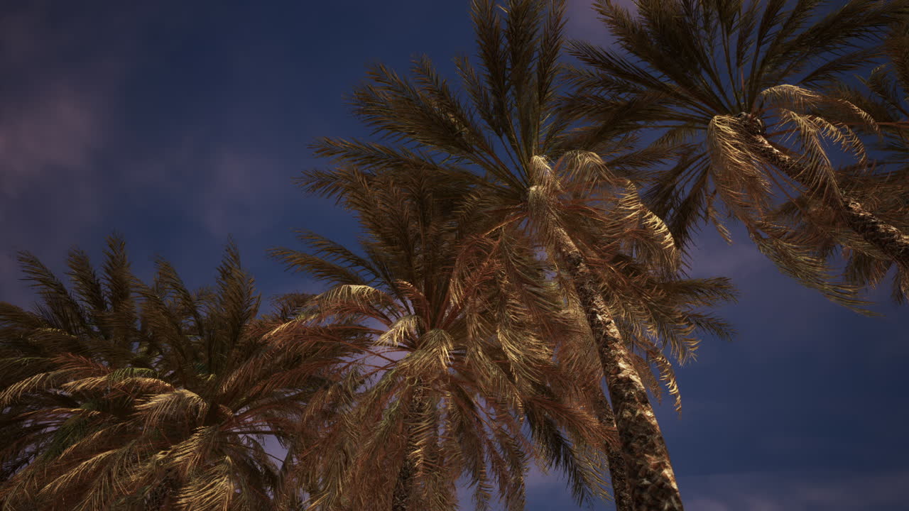 Palm trees silhouetted against a sunset sky