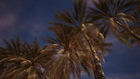 palm trees silhouetted against a sunset sky