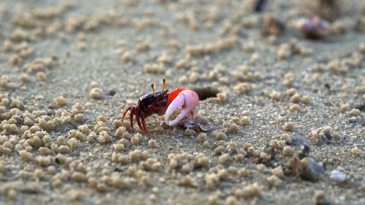Male fiddler crab walking and moving sideways, foraging and sipping minerals on the sandy tidal flat. It feeds on micronutrients, creating tiny sand balls around its burrow, close up shot.