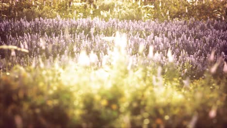 wild field flowers at summer sunset