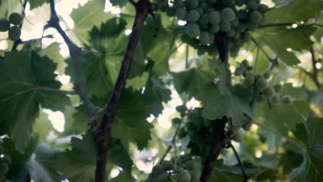 shooted in slow motion, organic grape tree, leaf and immature green grapes in chile