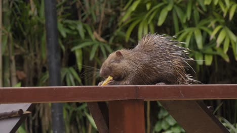 porcupino sunda o porcupino javan comiendo en una valla de madera