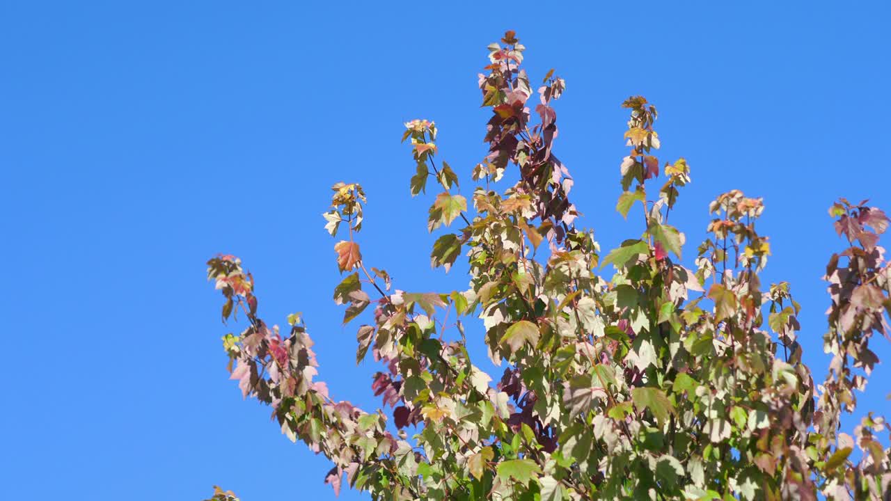 파란색 배경의 가을 잎 4k 느린 동작 60fps