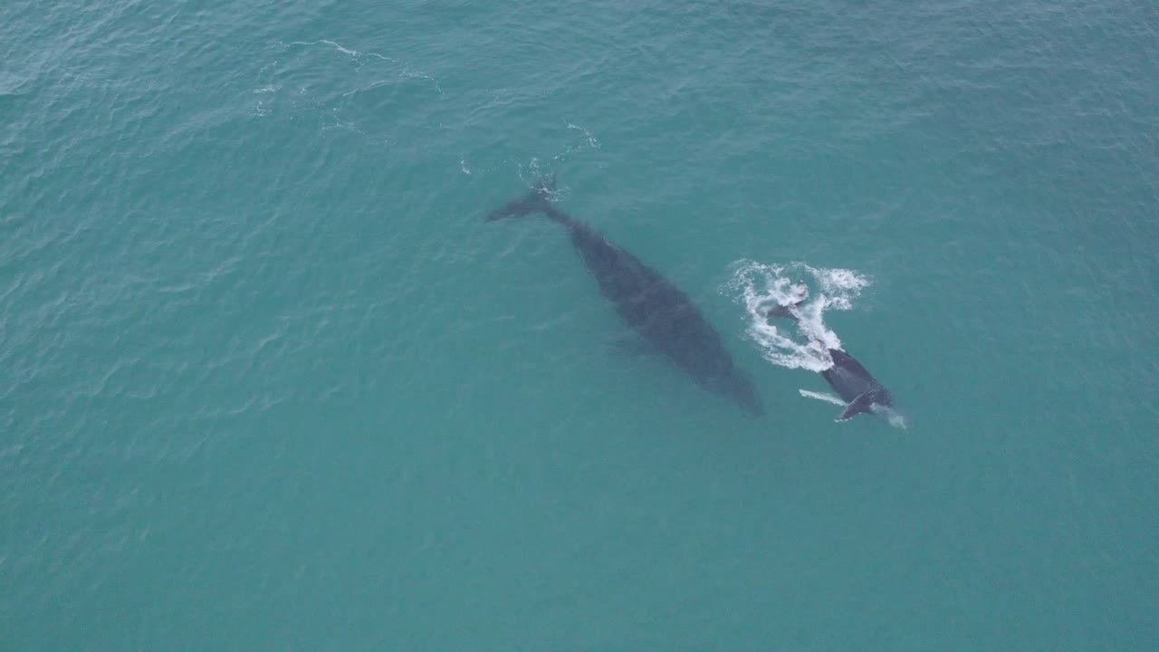 Humpback whale and her calf swimming in deep waters of the Gulf of California. Footage realized with drone