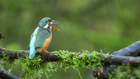 colorful kingfisher perched on a branch