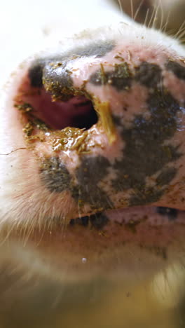 dairy cows in free livestock stall. breeding of cows in free livestock stall vertical video