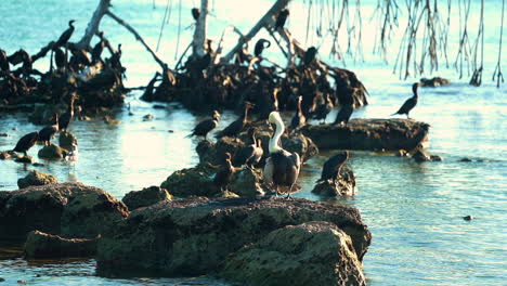 Pelícano-Acicalándose-Entre-Cormoranes-Y-Aves-Marinas-En-Los-Cayos-De-Florida-Bajo-Manglares