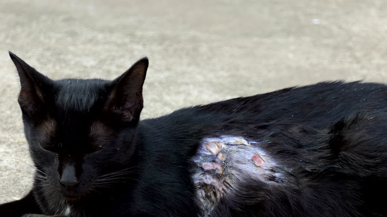 gatinho preto sem lar