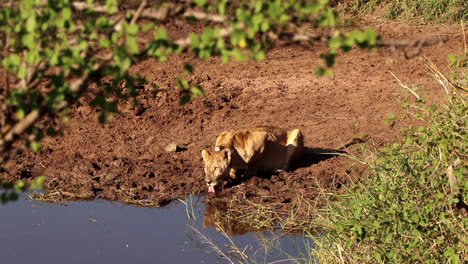 a lioness drinks from a watering hole in the serengeti while carefully keeping watch