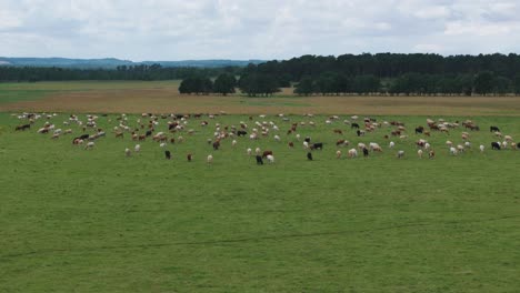 aerial sideways large group of dairy cows grazing on a green field, cloudy day