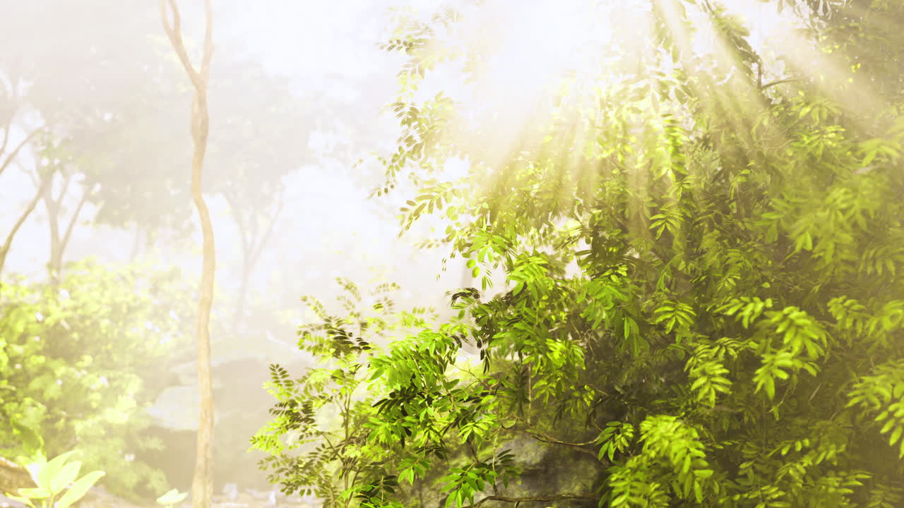 Sunlight filtering through lush green trees in a serene forest setting
