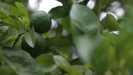 Close-up-of-unripe-lemons-hanging-in-a-tree-with-the-wind-blowing-through-the-leaves