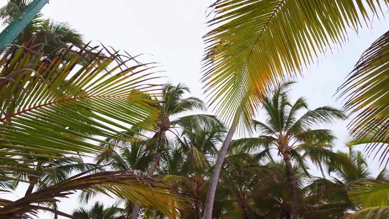 Dominik Cumhuriyeti, Punta Cana, Bavaro Plajı'nda parlak tropikal gökyüzüne karşı gür hindistan cevizi palmiye ağaçlarına bakan düşük açılı bir görünüm