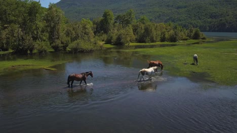 Caballos-Cruzando-El-Río-Que-Desemboca-En-El-Lago,-Bebiendo-Agua-Y-Jugando