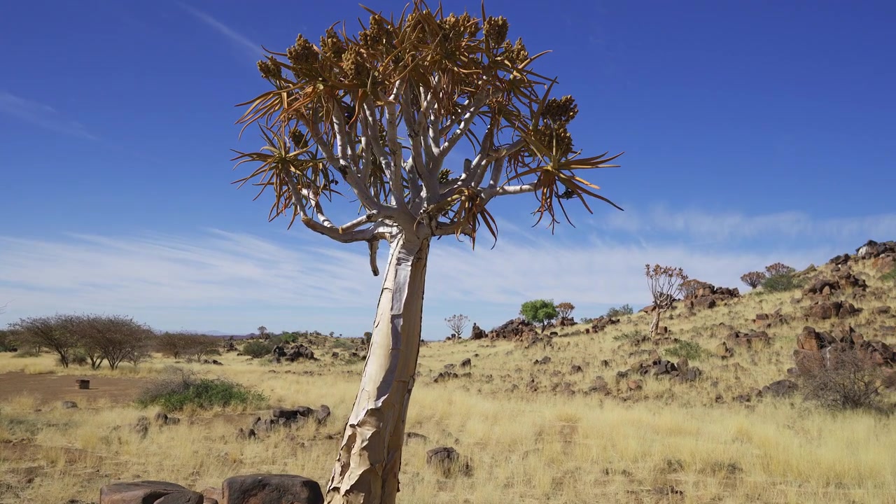 Ikoninen nuolipuuaaloe, Nuolipuuaaloe-metsä lähellä Keetmanshoopia, Namibia. Taustalla runsaasti nuolipuuaaloeita. Aurinkoinen päivä, kirkas taivas. Afrikkalaisen luonnon arkistomateriaali.