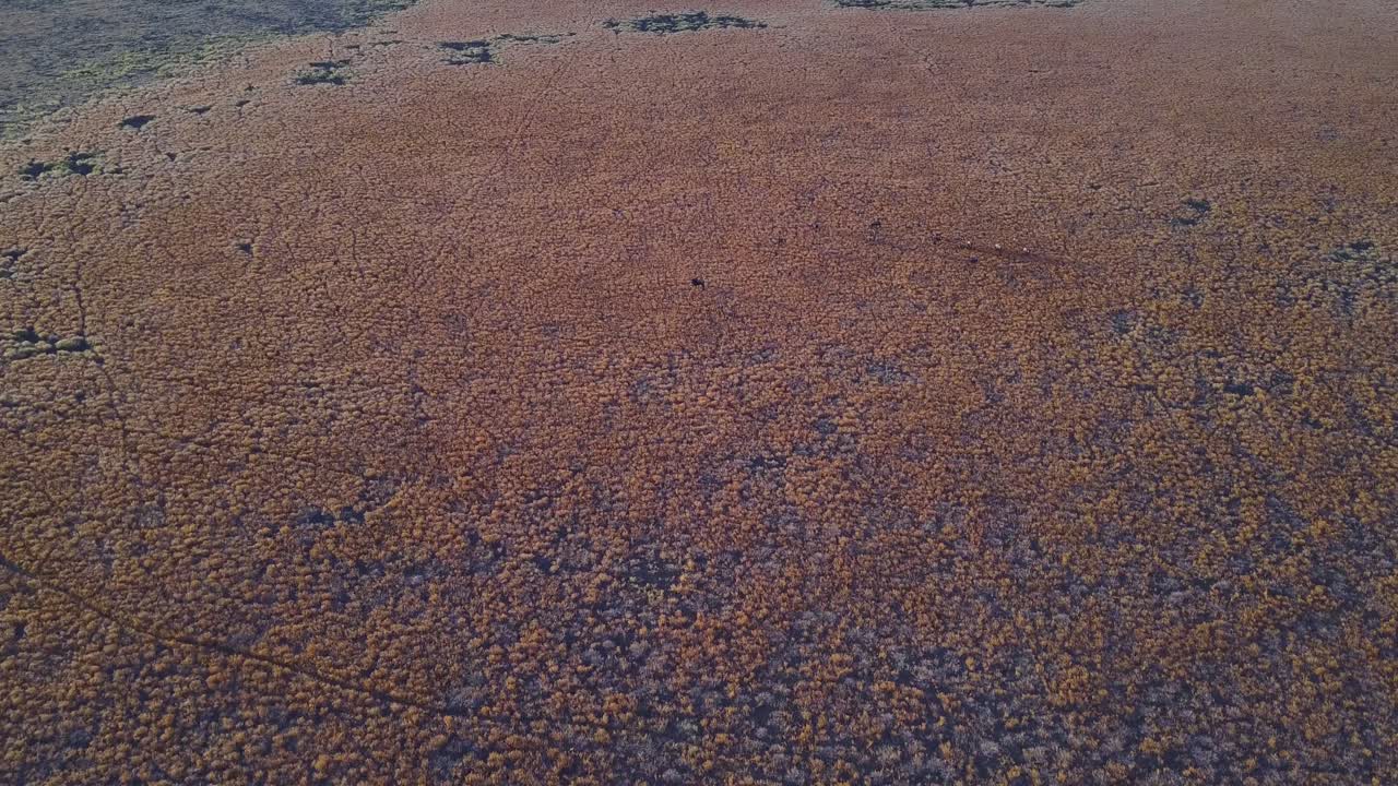 보츠와나 오카방고 초원에서 누우 무리 위로 높이 날기