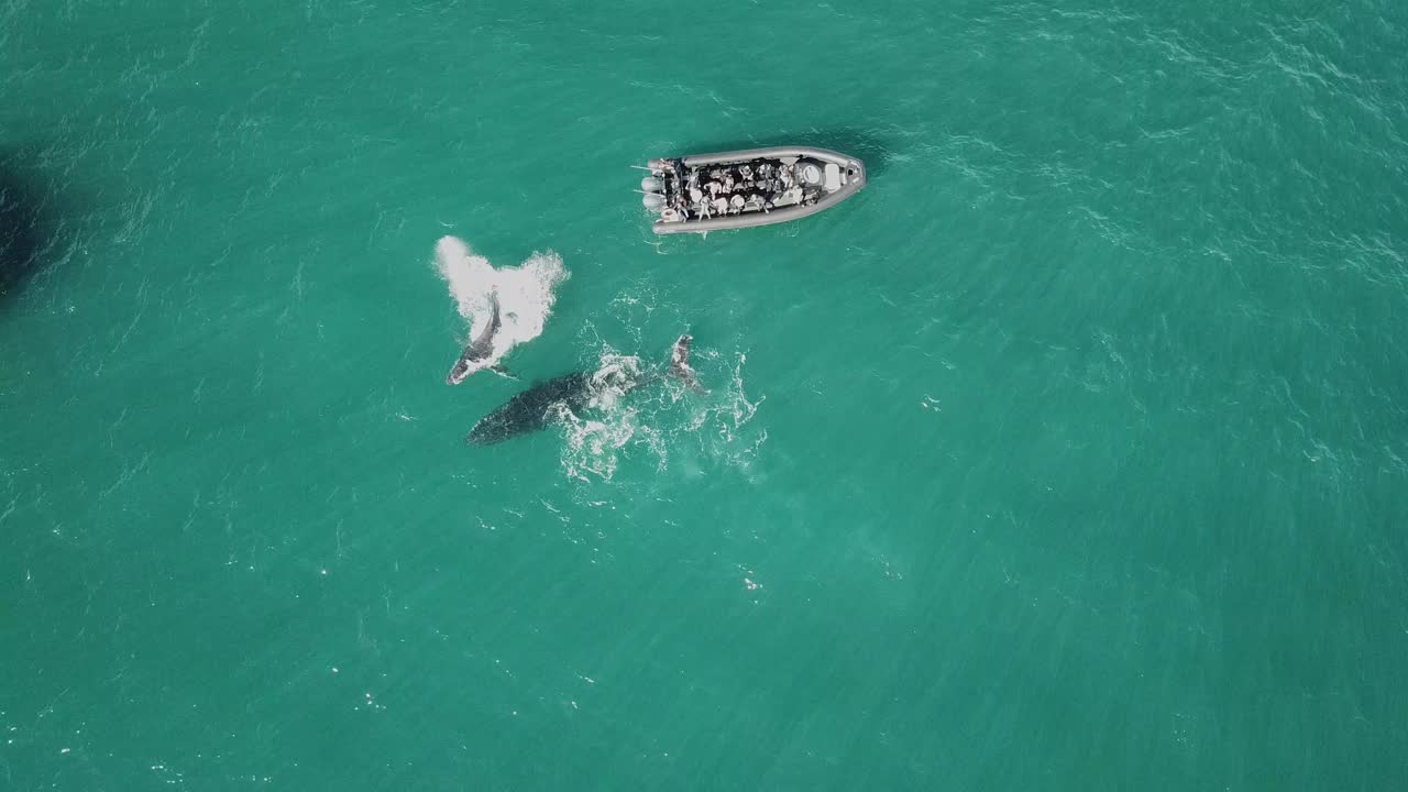 toma aérea de la madre y la cría de ballenas jorobadas saltando