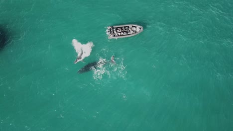 aerial shot of mother and calf humpback whales breaching