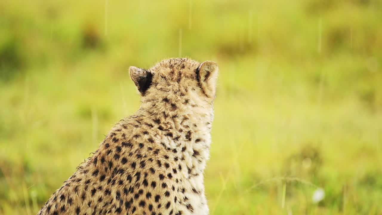 lloviendo sobre el guepardo en la lluvia retrato de cerca de la vida silvestre de áfrica animales de safari, temporada de lluvias en el africano masai mara, kenia en el masai mara, hermosos detalles del rostro del depredador en la tormenta de lluvia