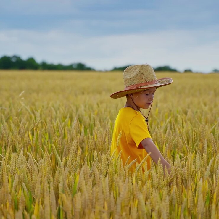 Child walking on field. Little farmer boy in straw hat touches wheat ears on the field in summer. Kid in agricultural land.