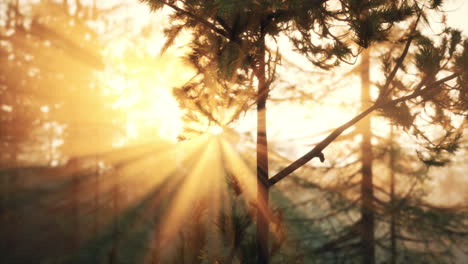 golden sunlight streaming through a pine forest