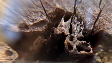 abstract close up background of a cut tree magnified with a glass ball.