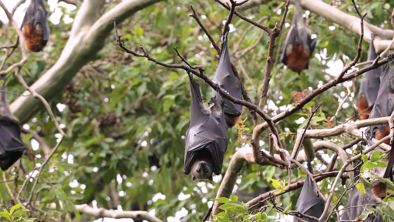 Vista di volpi volanti selvatiche (pipistrelli della frutta) appese agli alberi, Nuovo Galles del Sud settentrionale, Australia.