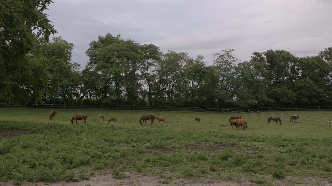 amplio paisaje de yeguas y potros pastando en un campo en un rancho de caballos
