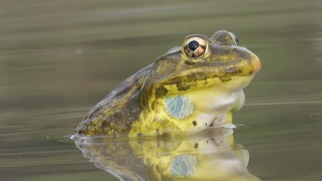 frog in water - eyes - yellow - gold