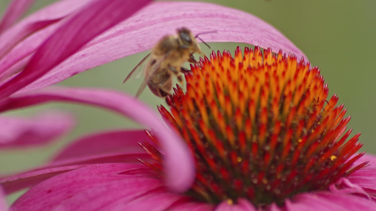 una abeja melífera se esconde bajo un pétalo de flor en una flor de cono naranja