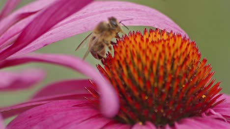 a honey bee hides under a flower petal on orange coneflower