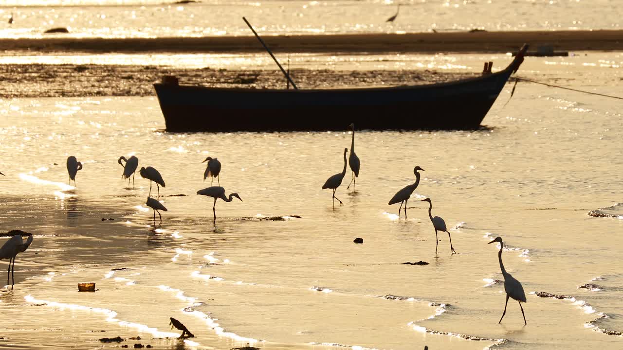 太陽が昇るときヘロンはボートの近くに集まります