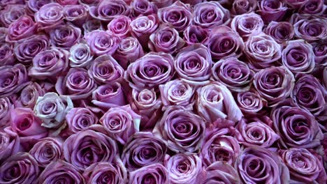 Natural-roses-background-closeup