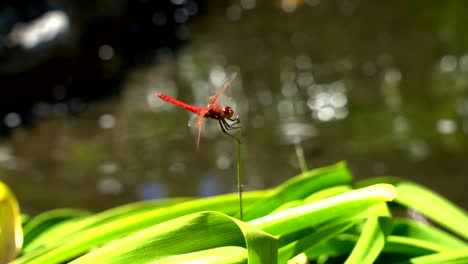 video en primer plano de una mosca dragón roja moviendo sus ojos, alas y cuerpo.