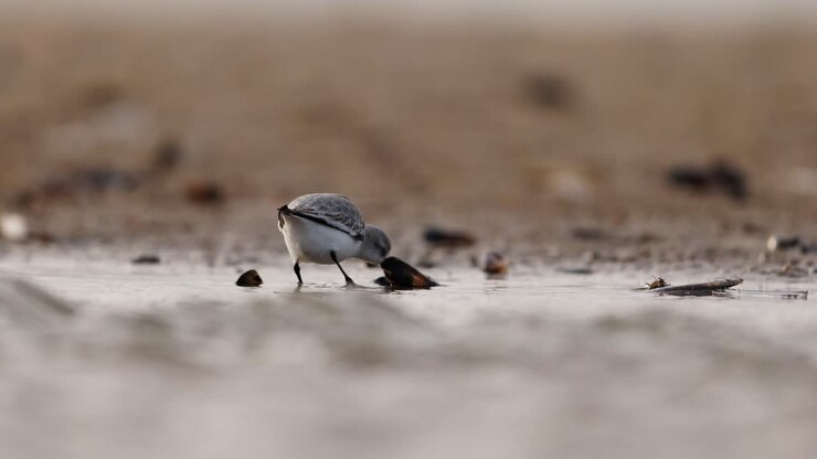 Snowy Plover on the Shore