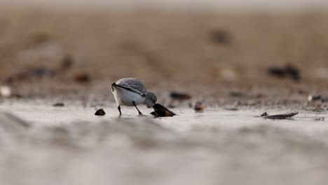 snowy plover on the shore