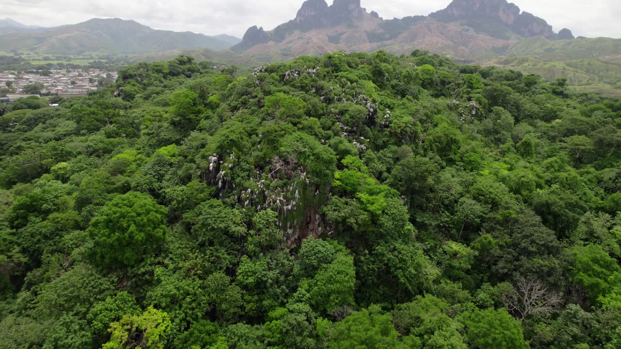 Lush Green Forest Landscape with Distant Mountains