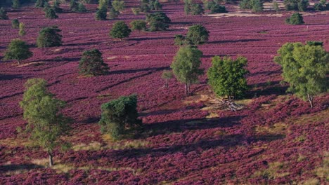 Heather Landscape with Trees