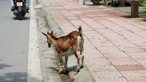 a goat investigates the roadside in ninh binh, vietnam