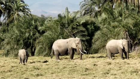 three elephants feeding in amboseli national park, keny