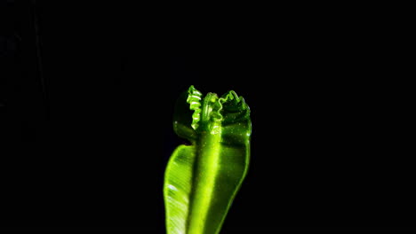 asplenium nidus - cobra birds nest fern head unfurling camera follow head