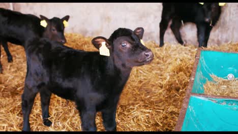 Pequeños-Terneros-En-Un-Granero