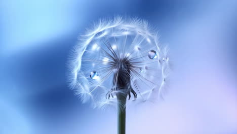 dandelion with water droplets