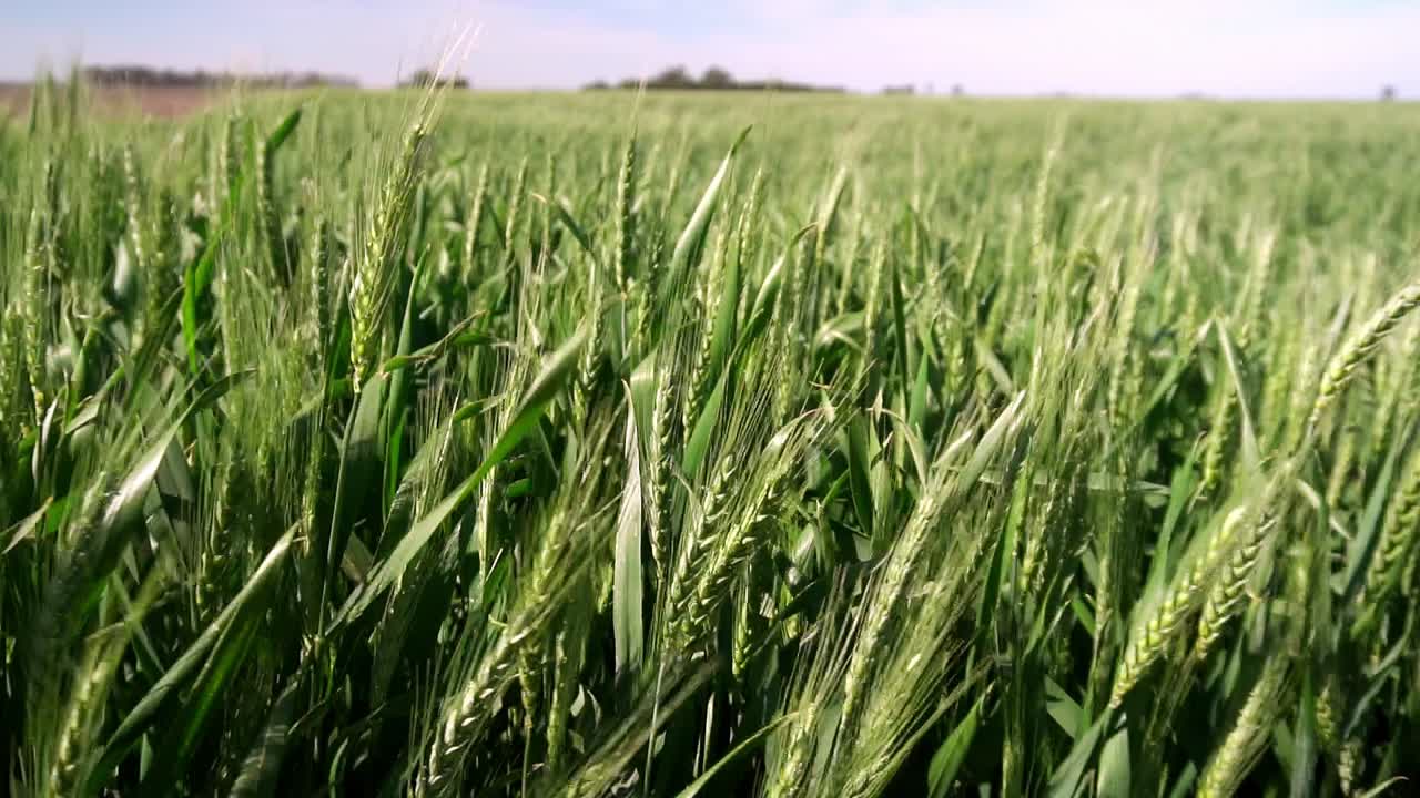 View of a green wheat field in slow-motion on a windy day