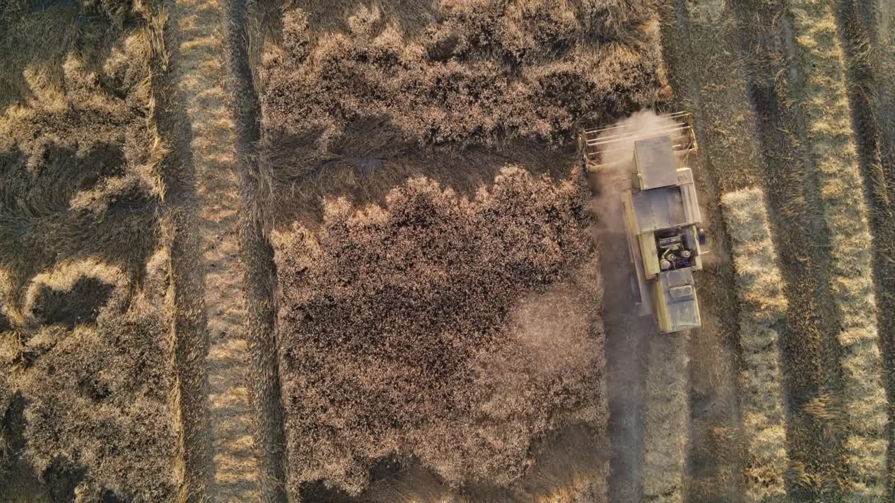 Vista drone di una mietitrice che raccoglie il grano in un campo, vista di un campo agricolo in Pakistan.