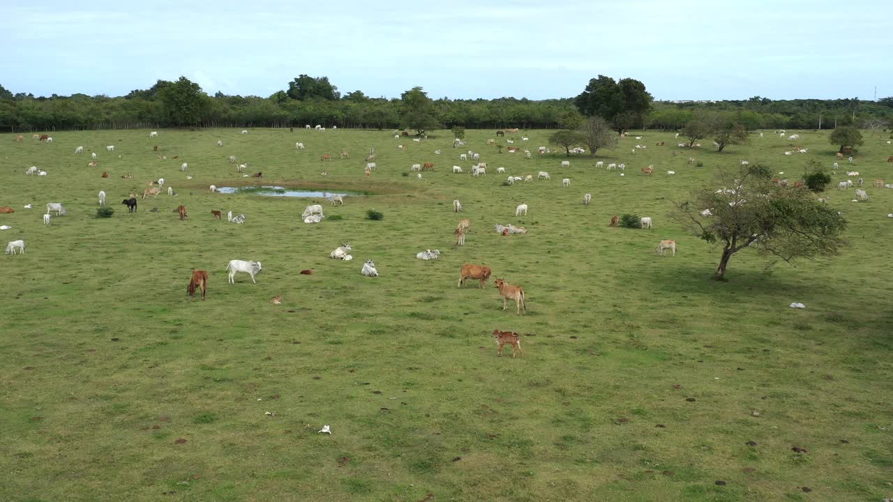 la vaca en los campos de hierba verde. la agricultura la agricultura. vista aérea de arriba